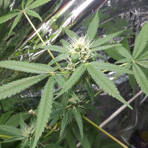 Assorted #1 growlog timeline photo