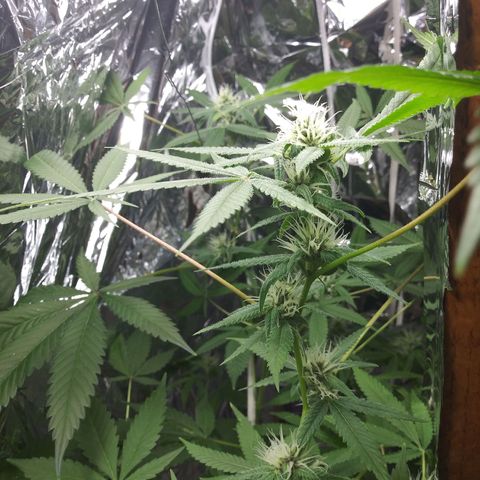 Assorted #1 growlog timeline photo