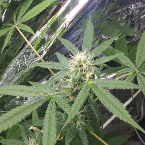 Assorted #1 growlog timeline photo