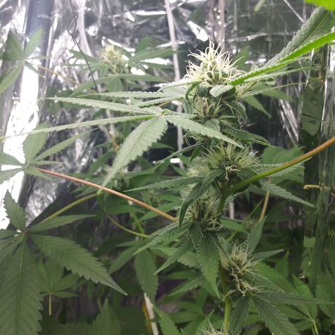 Assorted #1 growlog timeline photo
