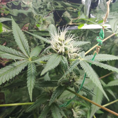 Assorted #1 growlog timeline photo
