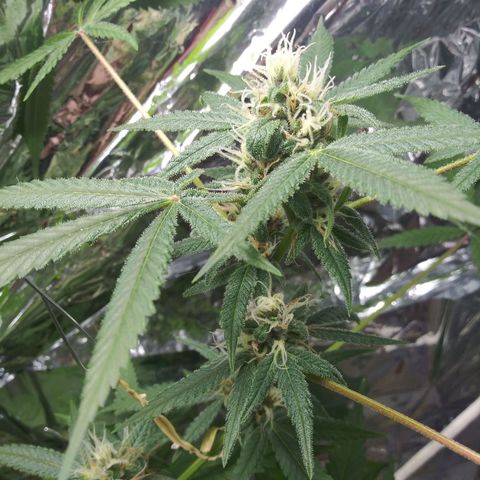 Assorted #1 growlog timeline photo