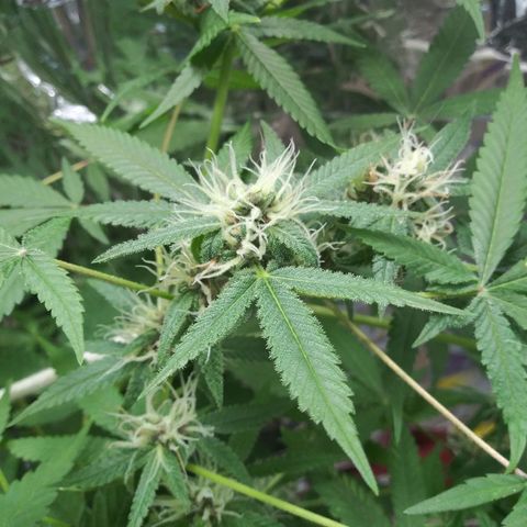 Assorted #1 growlog timeline photo