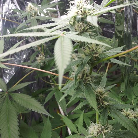 Assorted #1 growlog timeline photo