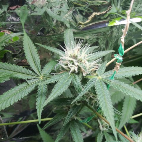 Assorted #1 growlog timeline photo