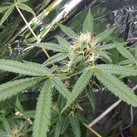 Assorted #1 growlog timeline photo
