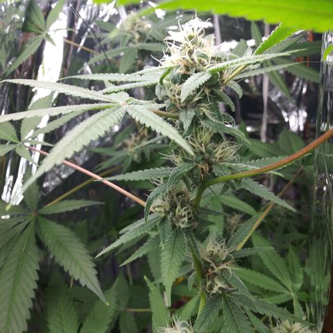 Assorted #1 growlog timeline photo
