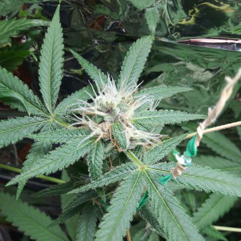 Assorted #1 growlog timeline photo