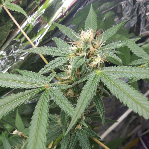 Assorted #1 growlog timeline photo