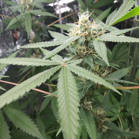 Assorted #1 growlog timeline photo