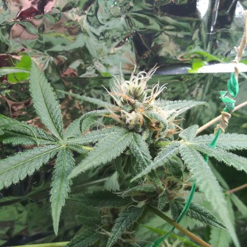Assorted #1 growlog timeline photo