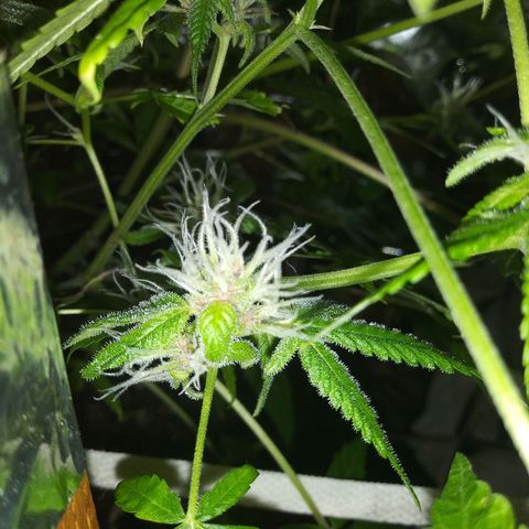 Assorted #1 growlog timeline photo