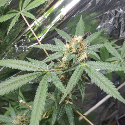 Assorted #1 growlog timeline photo