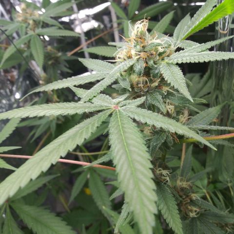 Assorted #1 growlog timeline photo