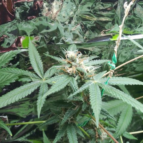 Assorted #1 growlog timeline photo