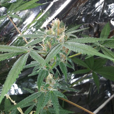 Assorted #1 growlog timeline photo