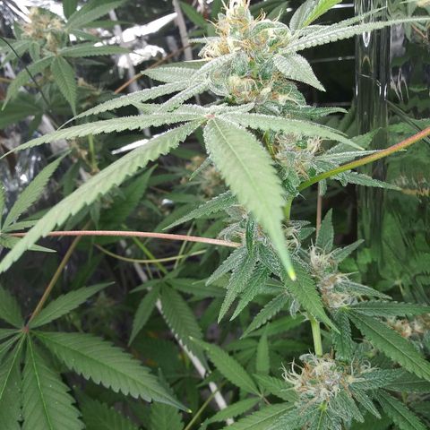 Assorted #1 growlog timeline photo