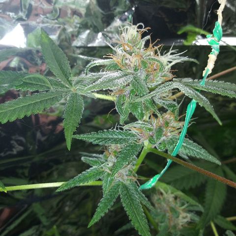 Assorted #1 growlog timeline photo
