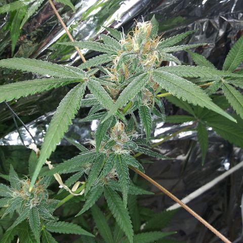 Assorted #1 growlog timeline photo