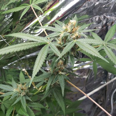 Assorted #1 growlog timeline photo