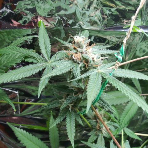 Assorted #1 growlog timeline photo