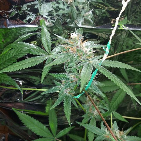 Assorted #1 growlog timeline photo
