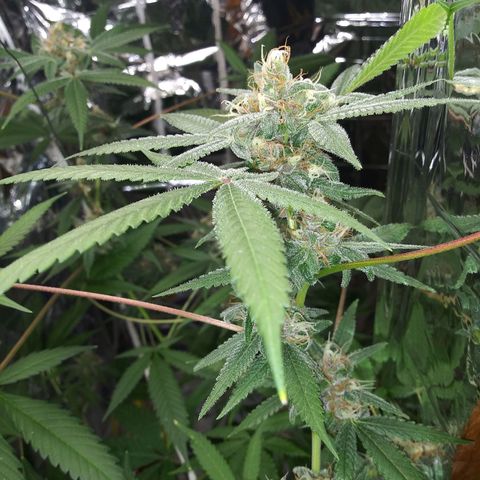 Assorted #1 growlog timeline photo