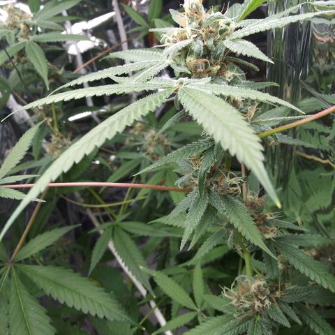 Assorted #1 growlog timeline photo