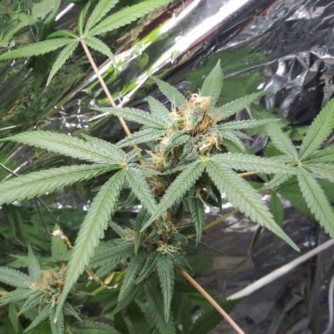 Assorted #1 growlog timeline photo