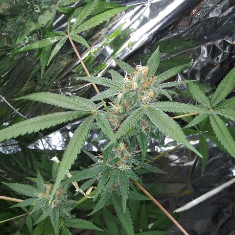 Assorted #1 growlog timeline photo