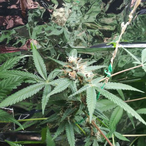 Assorted #1 growlog timeline photo