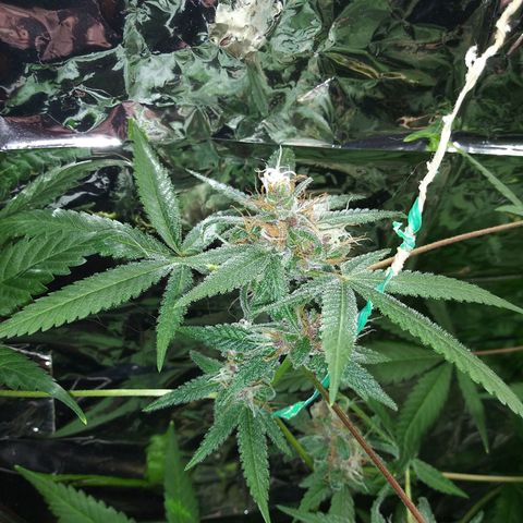 Assorted #1 growlog timeline photo