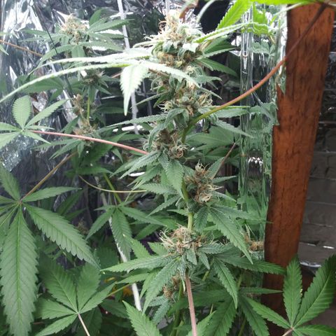 Assorted #1 growlog timeline photo
