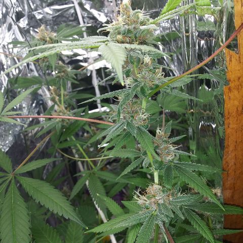 Assorted #1 growlog timeline photo