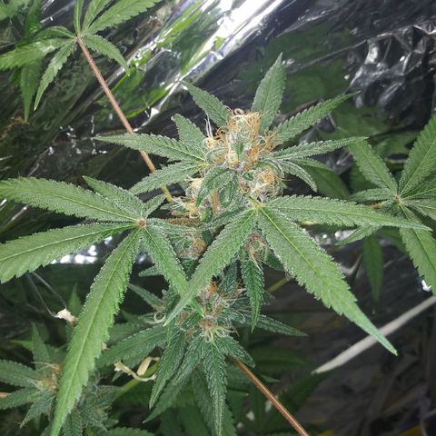 Assorted #1 growlog timeline photo
