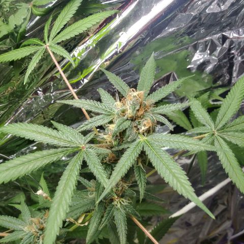 Assorted #1 growlog timeline photo
