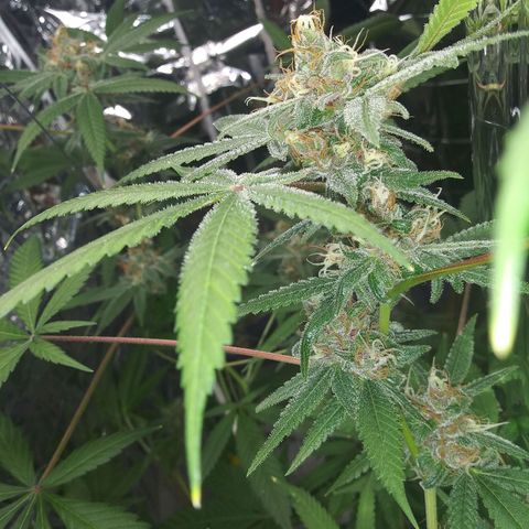Assorted #1 growlog timeline photo