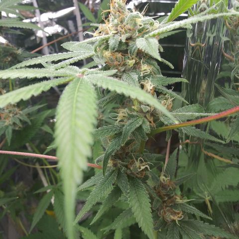 Assorted #1 growlog timeline photo