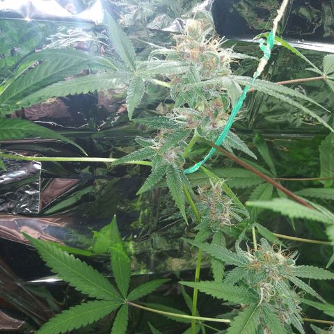 Assorted #1 growlog timeline photo