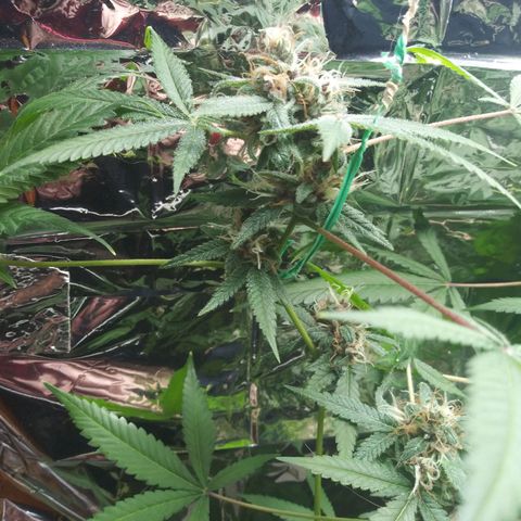 Assorted #1 growlog timeline photo