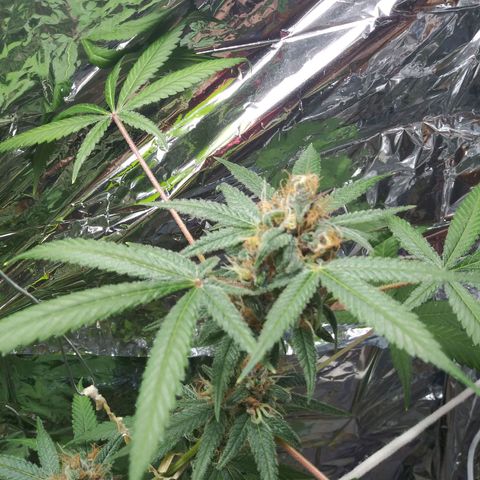 Assorted #1 growlog timeline photo