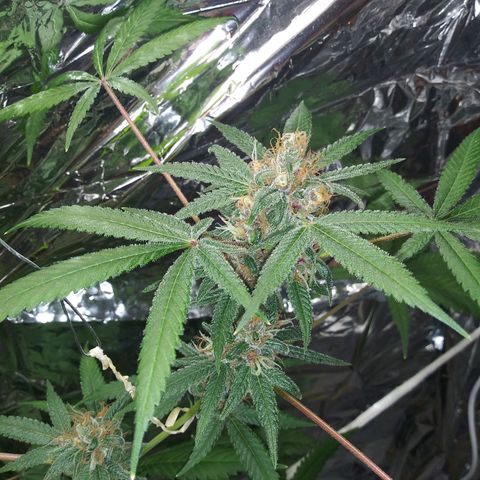 Assorted #1 growlog timeline photo