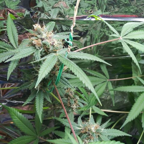 Assorted #1 growlog timeline photo