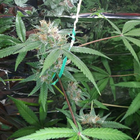 Assorted #1 growlog timeline photo