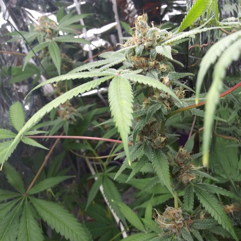 Assorted #1 growlog timeline photo