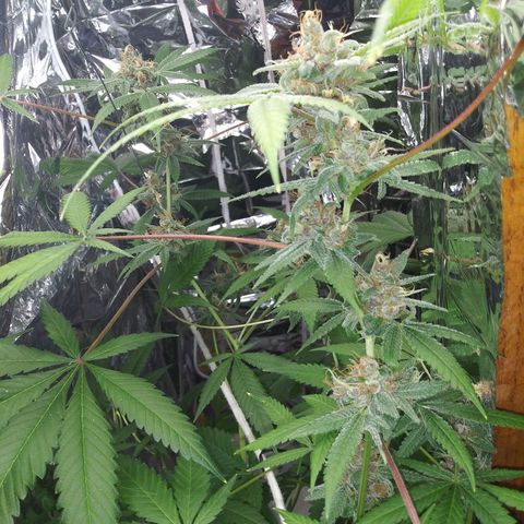 Assorted #1 growlog timeline photo