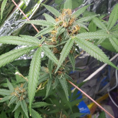 Assorted #1 growlog timeline photo