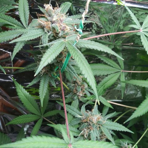 Assorted #1 growlog timeline photo