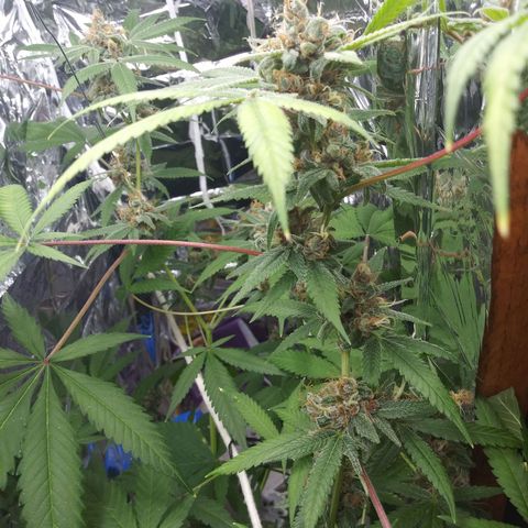 Assorted #1 growlog timeline photo