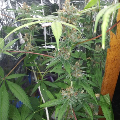 Assorted #1 growlog timeline photo